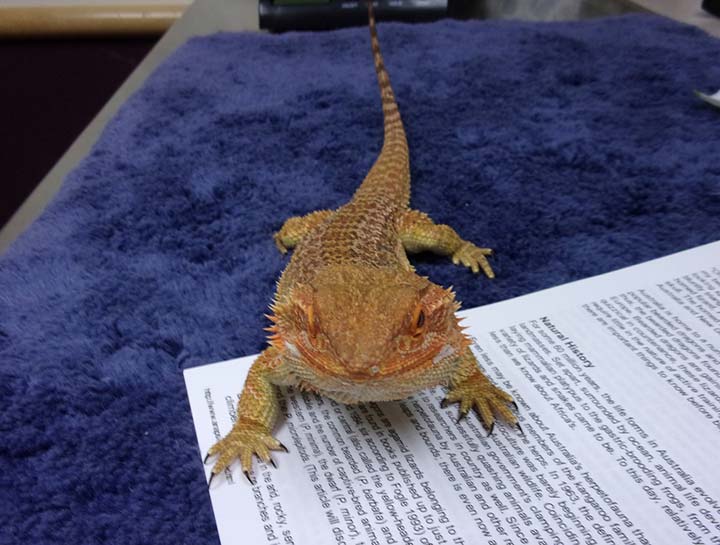 $City Small Animal Veterinarian